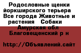 Родословные щенки йоркширского терьера - Все города Животные и растения » Собаки   . Амурская обл.,Благовещенский р-н